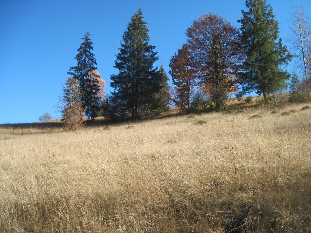 Guest House Stari Druzy Slavske Exteriör bild